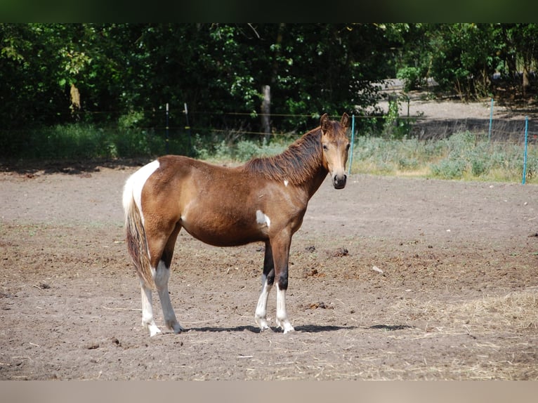 Paint Horse Mare 1 year 14,3 hh Tobiano-all-colors in Angerm&#xFC;nde
