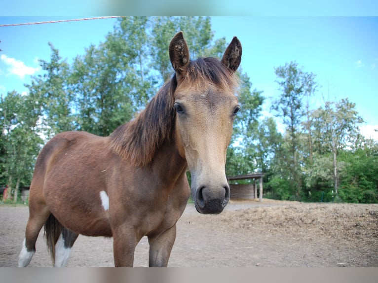 Paint Horse Mare 1 year 14,3 hh Tobiano-all-colors in Angerm&#xFC;nde