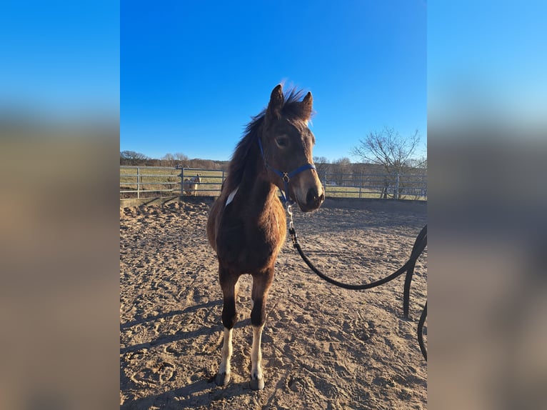 Paint Horse Mare 1 year 14,3 hh Tobiano-all-colors in Angerm&#xFC;nde