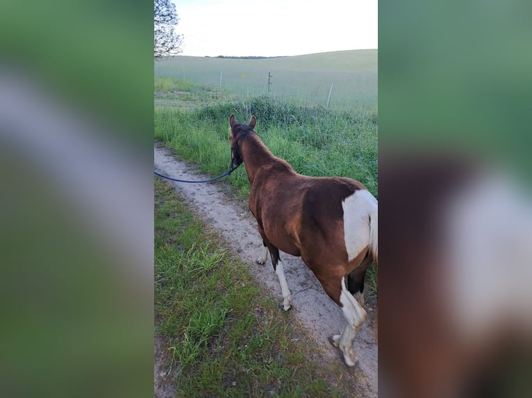 Paint Horse Mare 1 year 14,3 hh Tobiano-all-colors in Angerm&#xFC;nde