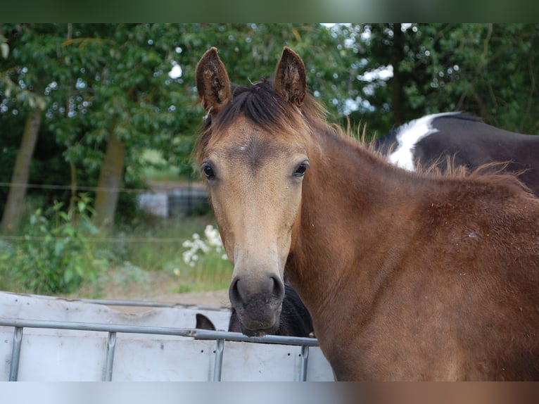 Paint Horse Mare 1 year 14,3 hh Tobiano-all-colors in Angerm&#xFC;nde
