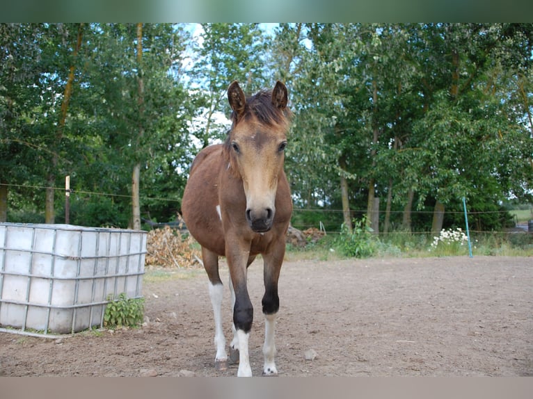 Paint Horse Mare 1 year 14,3 hh Tobiano-all-colors in Angerm&#xFC;nde