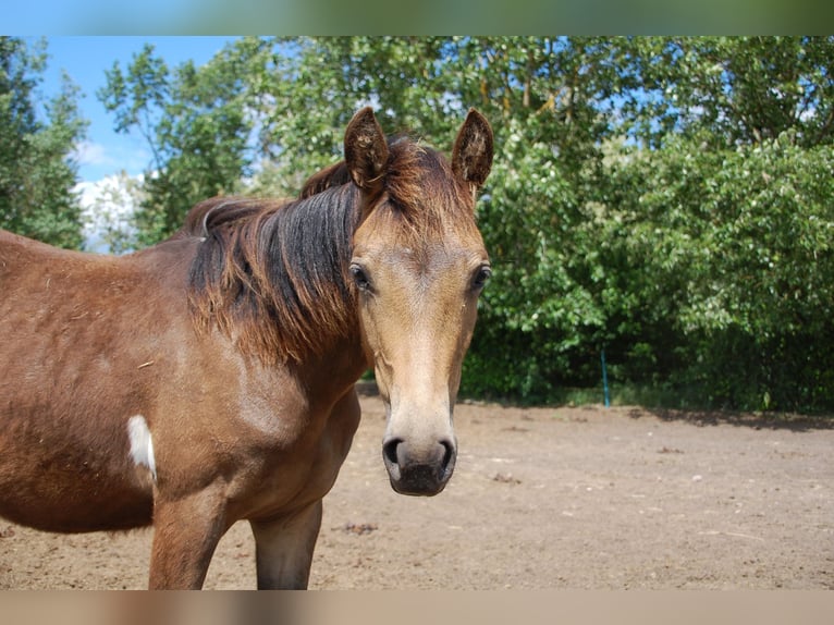 Paint Horse Mare 1 year 14,3 hh Tobiano-all-colors in Angerm&#xFC;nde