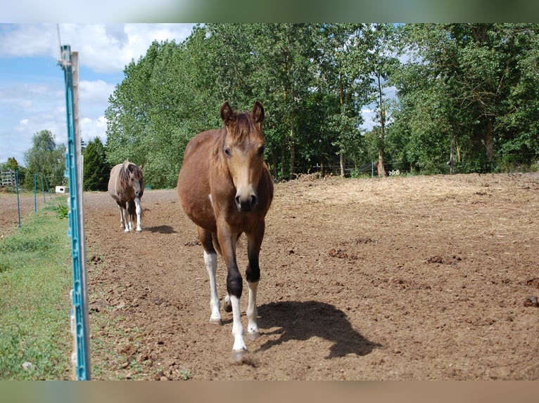 Paint Horse Mare 1 year 14,3 hh Tobiano-all-colors in Angerm&#xFC;nde