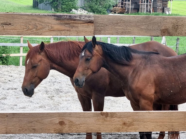 Paint Horse Mare 1 year 15,1 hh Brown in Eglfing