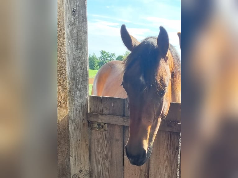 Paint Horse Mare 1 year 15,1 hh Brown in Eglfing