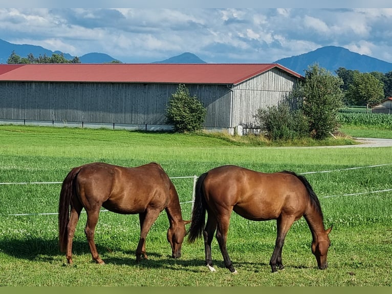 Paint Horse Mare 1 year 15,1 hh Brown in Eglfing