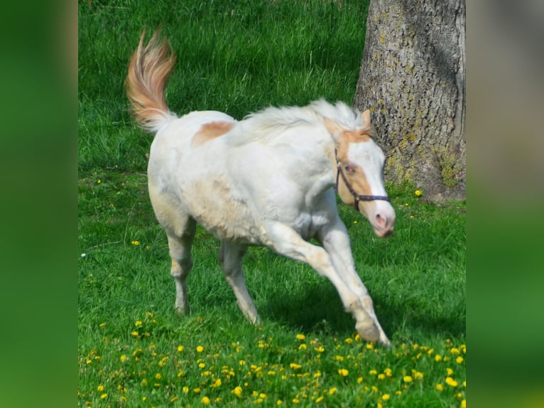 Paint Horse Mare 1 year 15,1 hh Champagne in Buchbach