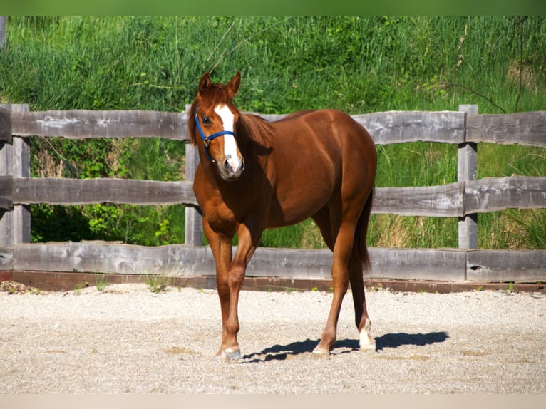 Paint Horse Mare 1 year 15,1 hh Chestnut-Red in Mannersdorf a.d. Rabnitz