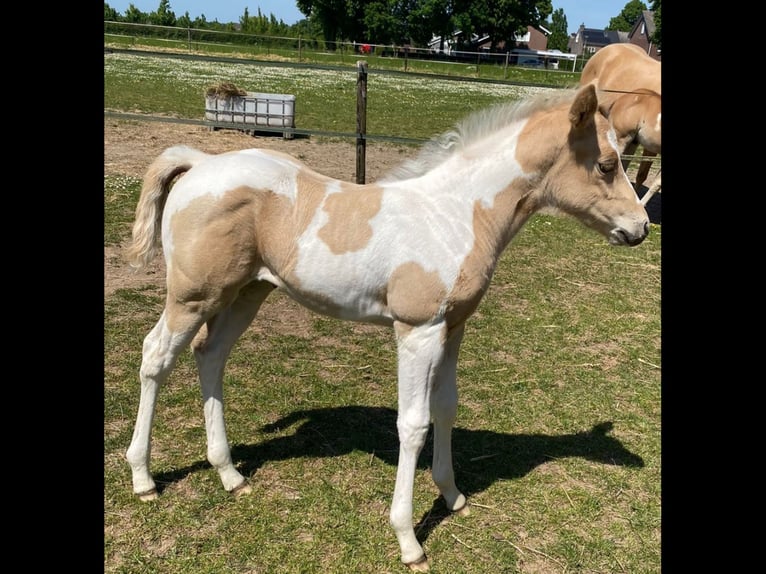 Paint Horse Mare 1 year 15,1 hh Palomino in Berg en terblijt