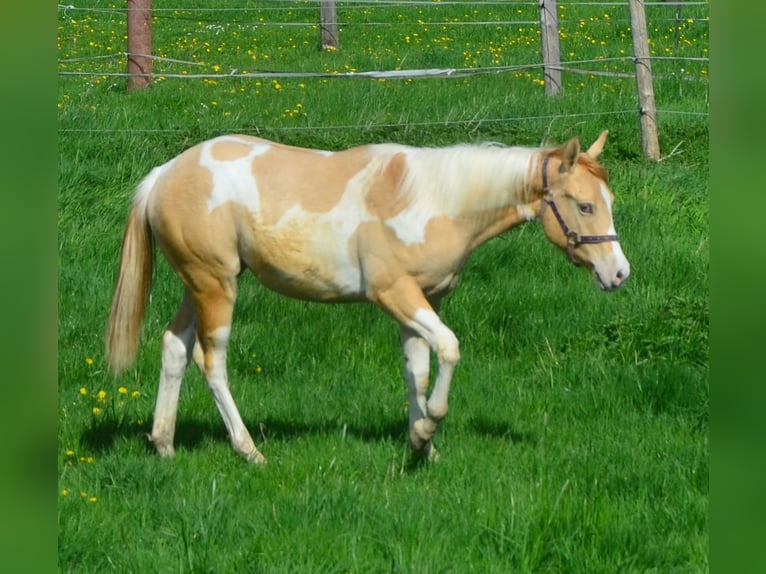 Paint Horse Mare 1 year 15,1 hh Pinto in Buchbach