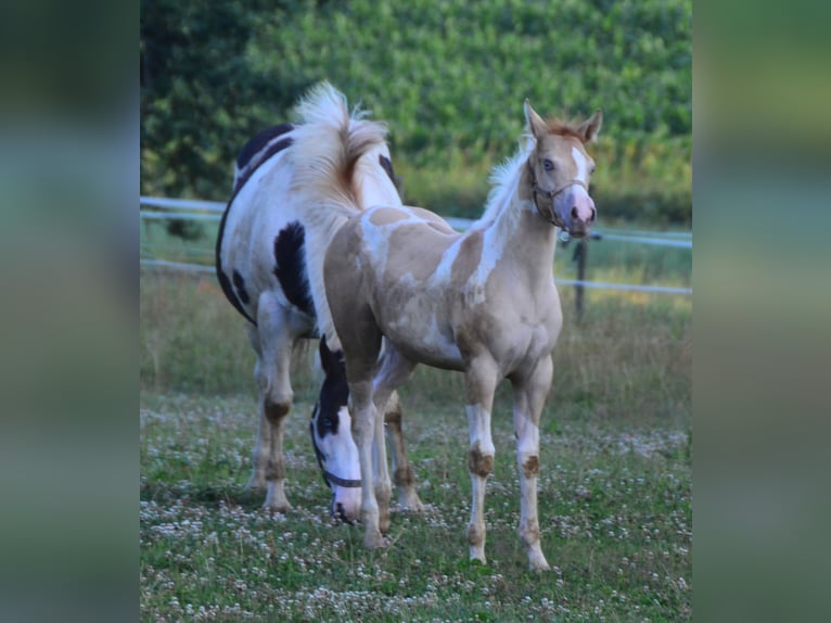 Paint Horse Mare 1 year 15,1 hh Pinto in Buchbach