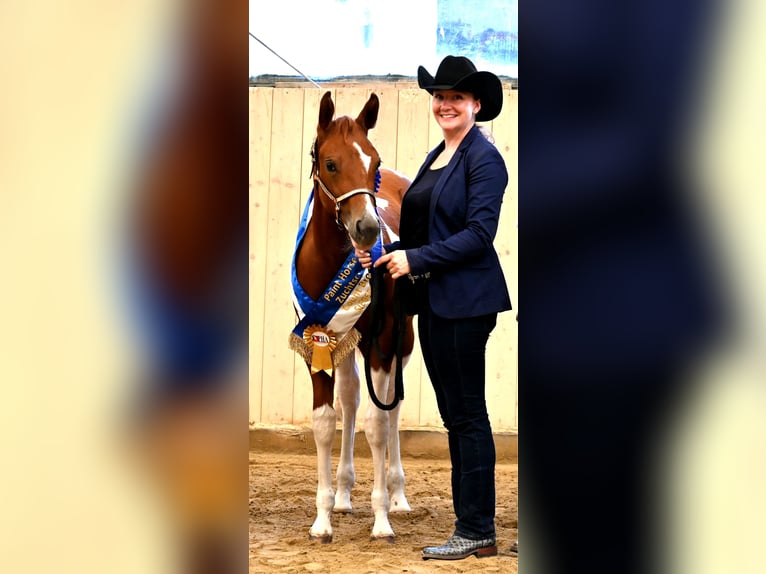 Paint Horse Mare 1 year 15,2 hh Chestnut-Red in Pranzing