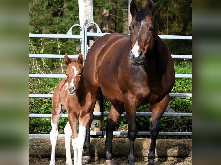 Paint Horse Mare 1 year 15,2 hh Chestnut-Red in Pranzing