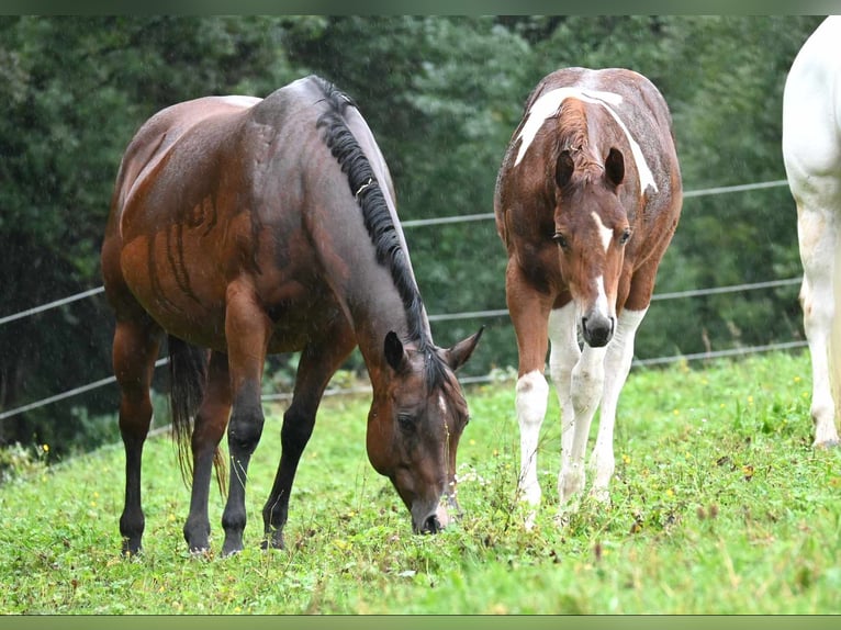 Paint Horse Mare 1 year 15,2 hh Chestnut-Red in Pranzing