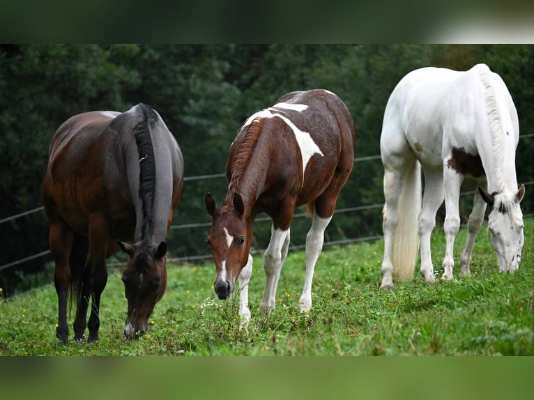 Paint Horse Mare 1 year 15,2 hh Chestnut-Red in Pranzing