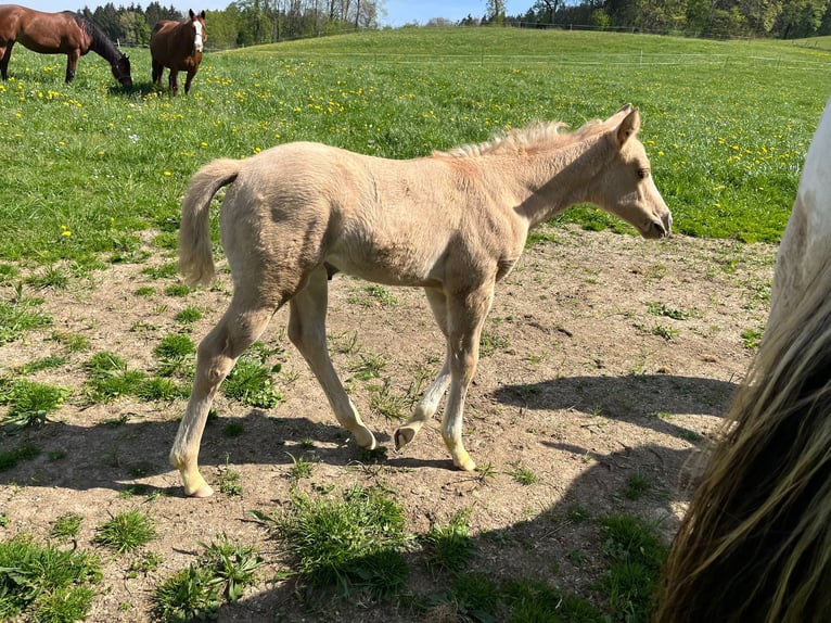 Paint Horse Mare 1 year 15,2 hh Palomino in Rohrdorf