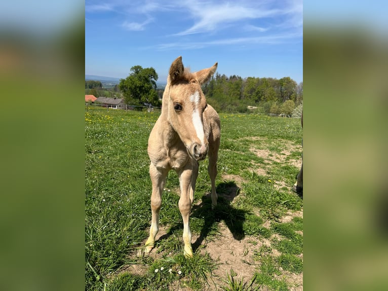 Paint Horse Mare 1 year 15,2 hh Palomino in Rohrdorf