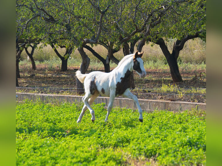 Paint Horse Mix Mare 1 year 15,2 hh Pinto in Torreblanca