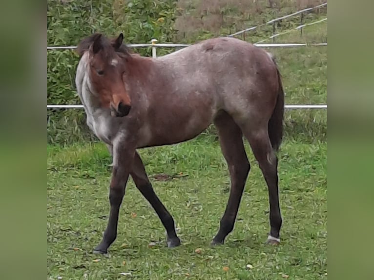 Paint Horse Mare 1 year 15,2 hh Roan-Bay in Auengrund