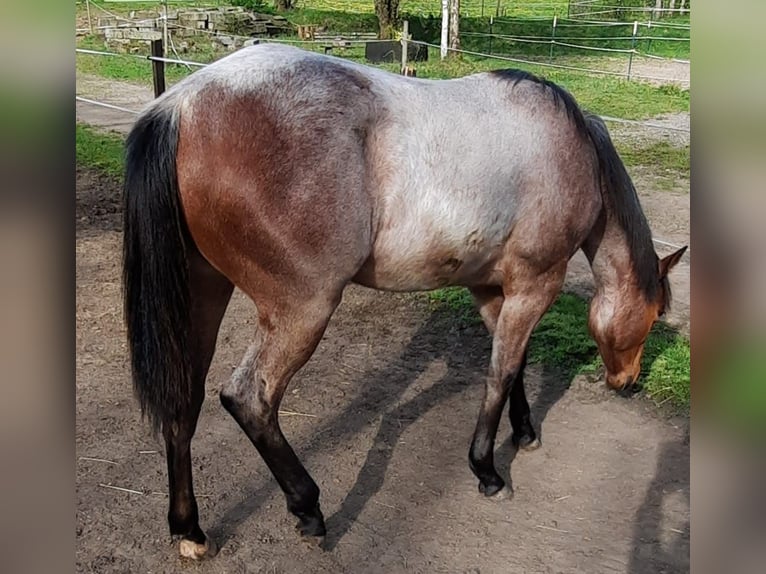 Paint Horse Mare 1 year 15,2 hh Roan-Bay in Auengrund