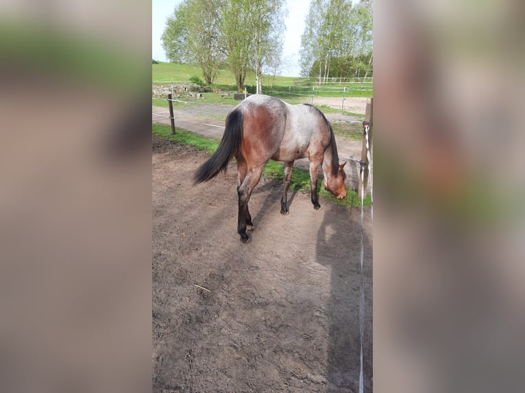 Paint Horse Mare 1 year 15,2 hh Roan-Bay in Auengrund