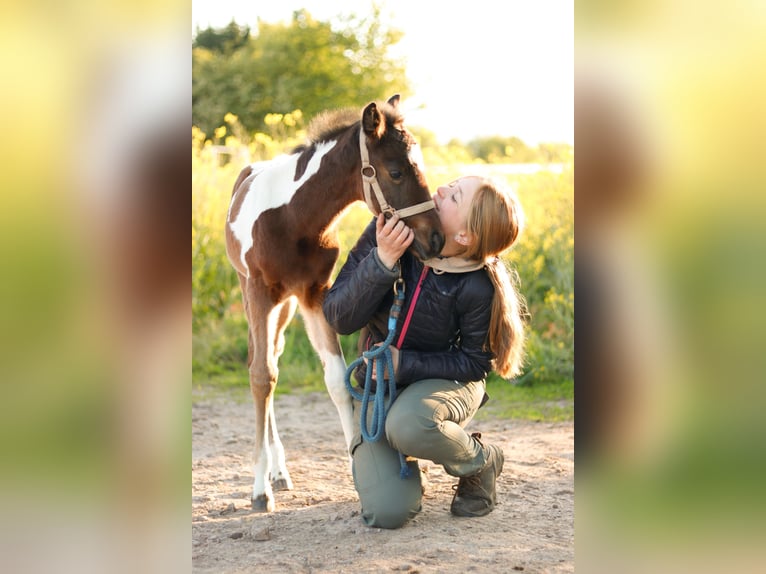 Paint Horse Mare 1 year 15 hh Brown in Gerbitz