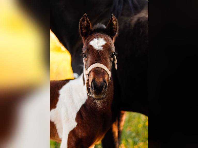 Paint Horse Mare 1 year 15 hh Brown in Gerbitz