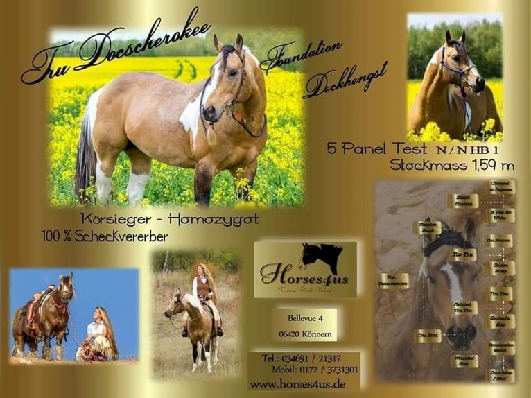 Paint Horse Mare 1 year 15 hh Brown in Gerbitz