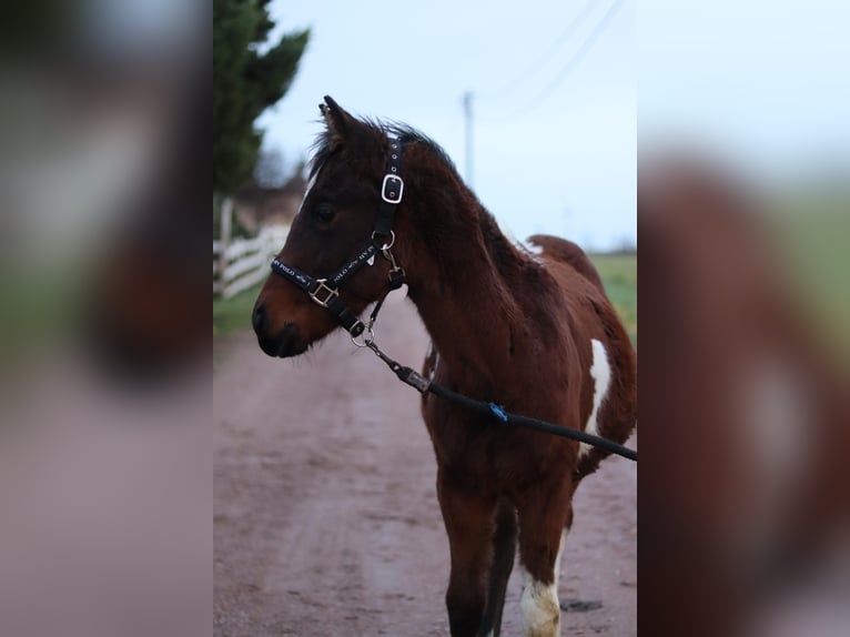 Paint Horse Mare 1 year 15 hh Brown in Gerbitz