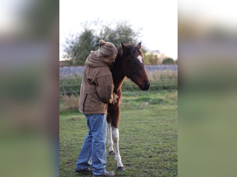 Paint Horse Mare 1 year 15 hh Brown in Gerbitz