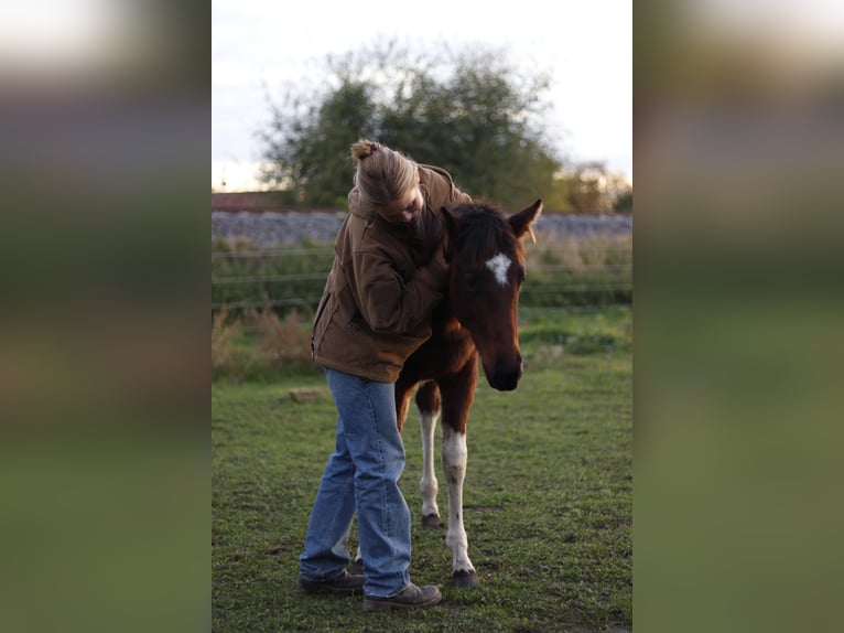 Paint Horse Mare 1 year 15 hh Brown in Gerbitz