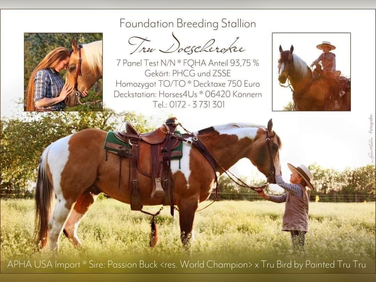 Paint Horse Mare 1 year 15 hh Brown in Gerbitz