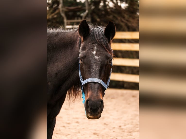 Paint Horse Mare 1 year 15 hh Brown in Gerbitz