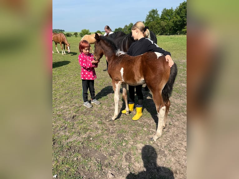 Paint Horse Mare 1 year 15 hh Brown in Gerbitz