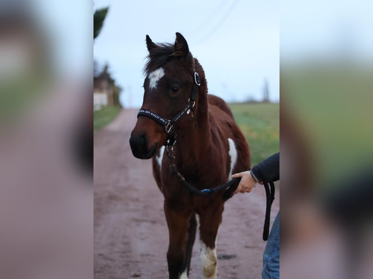 Paint Horse Mare 1 year 15 hh Brown in Gerbitz