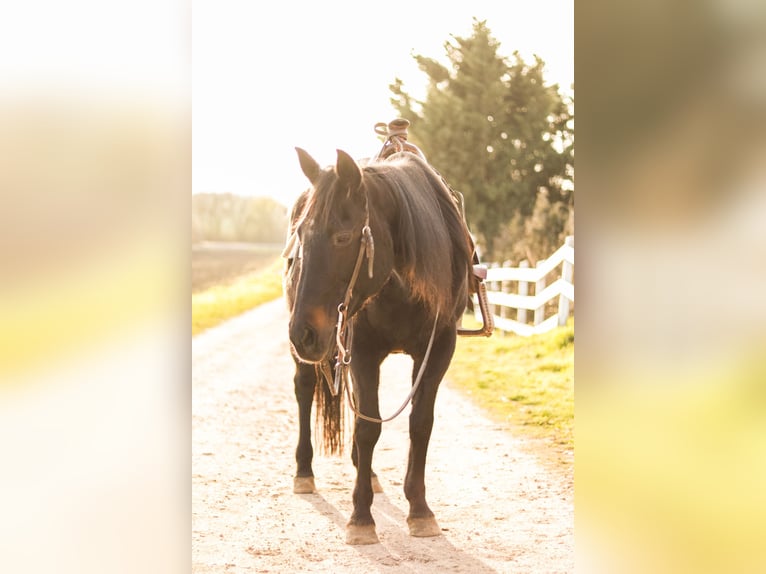 Paint Horse Mare 1 year 15 hh Brown in Gerbitz