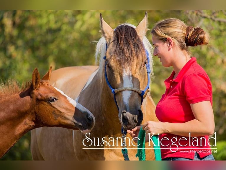 Paint Horse Mare 1 year 15 hh Brown in Gerbitz