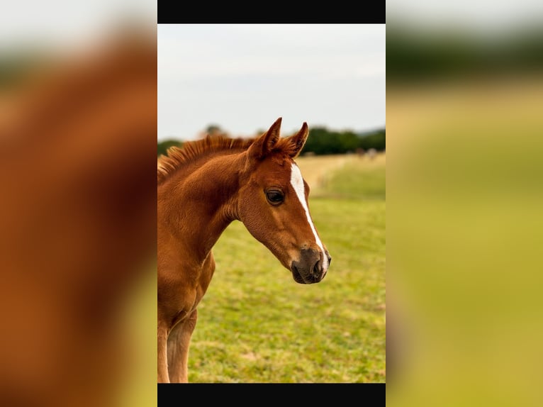 Paint Horse Mare 1 year 15 hh Chestnut-Red in Högsdorf