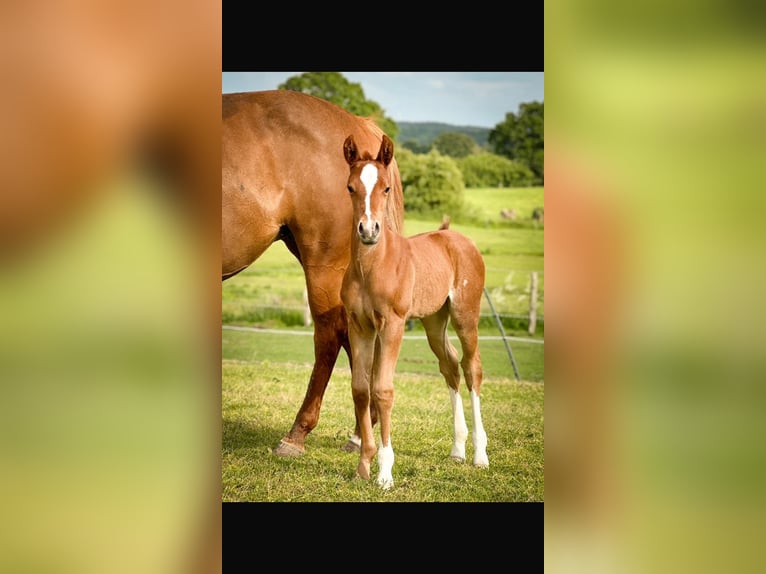 Paint Horse Mare 1 year 15 hh Chestnut-Red in Högsdorf