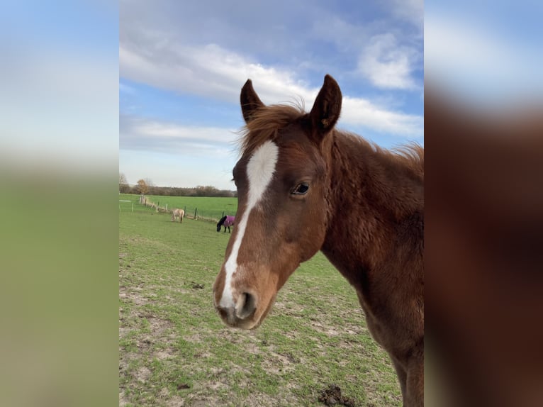 Paint Horse Mare 1 year 15 hh Chestnut-Red in Högsdorf