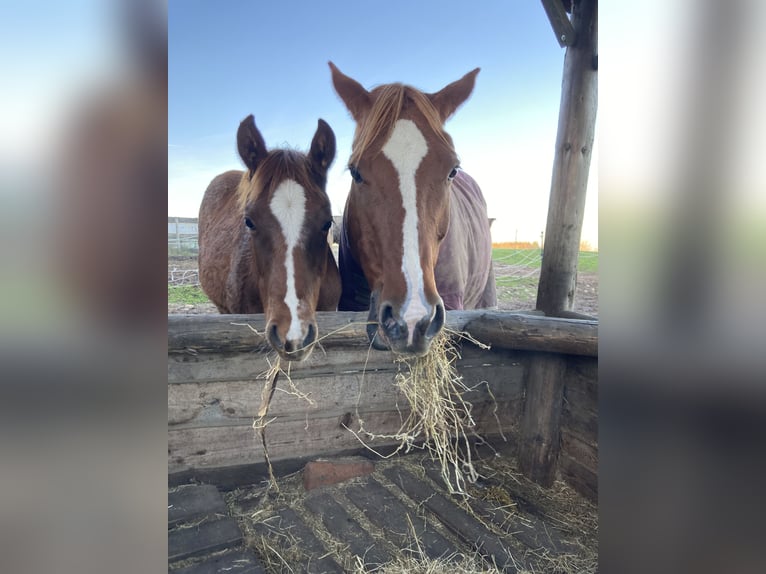 Paint Horse Mare 1 year 15 hh Chestnut-Red in Högsdorf