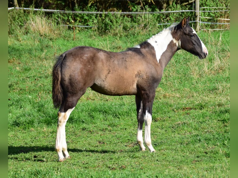 Paint Horse Mare 1 year 15 hh Grullo in Buchbach