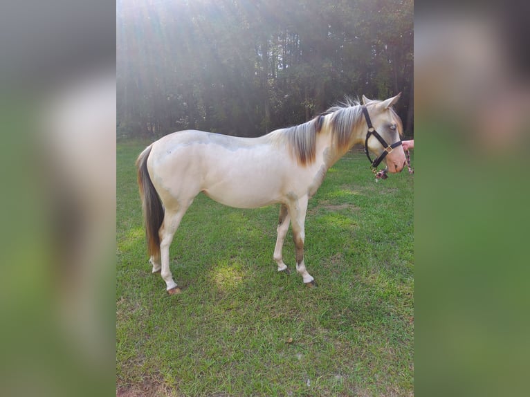 Paint Horse Mare 1 year 15 hh Overo-all-colors in Bowman