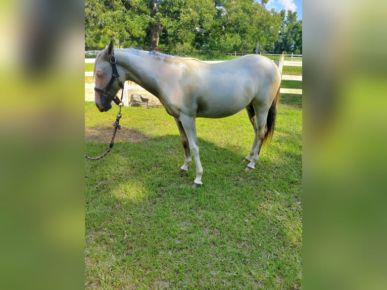 Paint Horse Mare 1 year 15 hh Overo-all-colors in Bowman