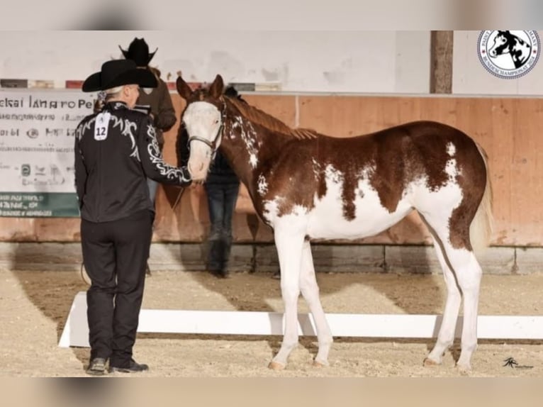 Paint Horse Mare 1 year 15 hh Overo-all-colors in EgmatingEgmating