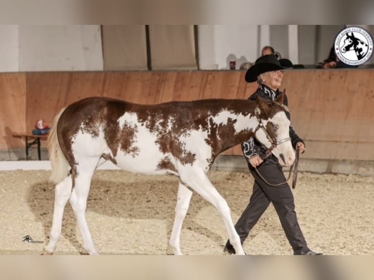 Paint Horse Mare 1 year 15 hh Overo-all-colors in EgmatingEgmating