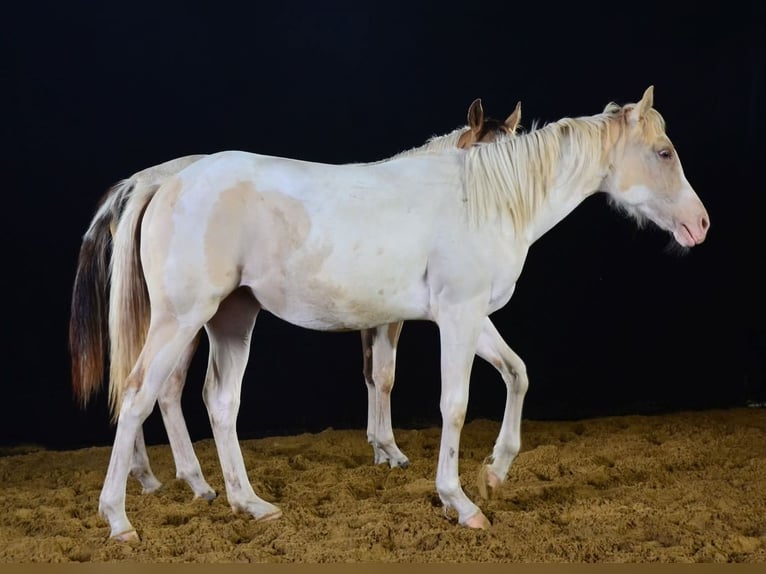 Paint Horse Mare 1 year 15 hh in Buchbach