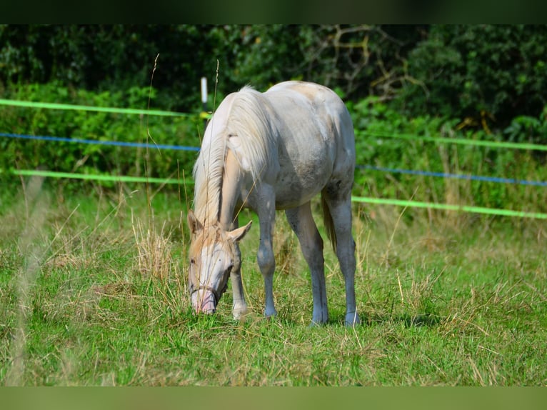 Paint Horse Mare 1 year 15 hh in Buchbach