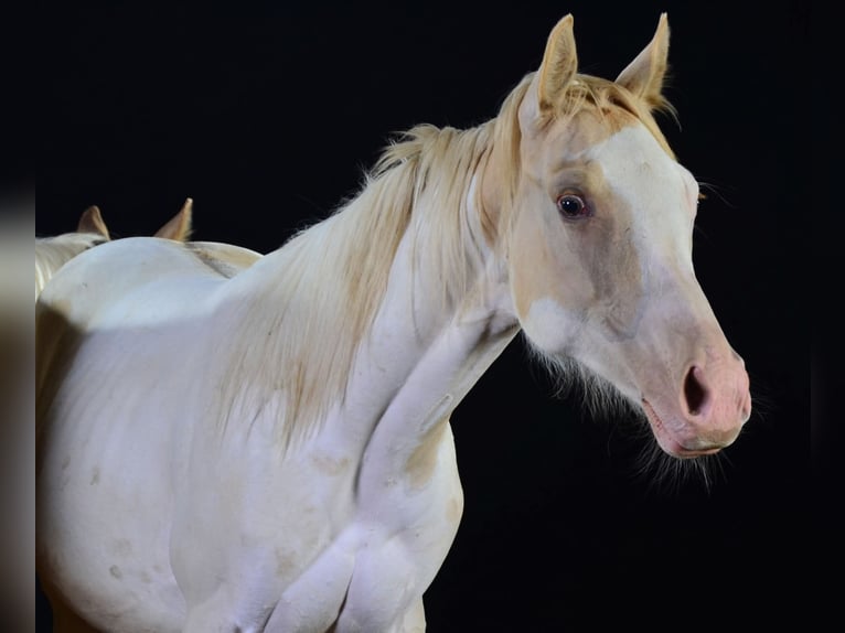 Paint Horse Mare 1 year 15 hh in Buchbach